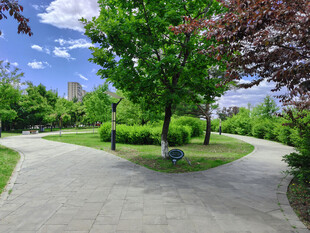 公园蜿蜒小径绿树环绕