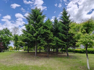 蓝天白云下的葱郁松树林