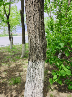 路边树干与葱郁绿植