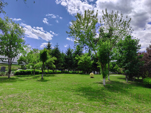 绿意盎然的户外公园景色