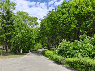 林间幽静小道绿意盎然