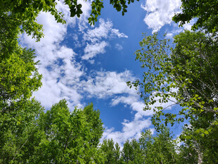林间仰望蓝天绿树美景