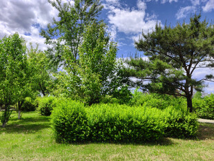 夏日葱郁绿地景观