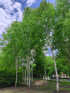 夏日白桦林美景