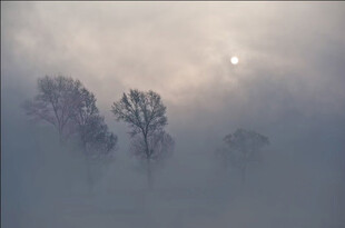 雾中树林