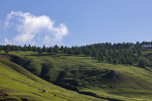 晴空下的高山草甸