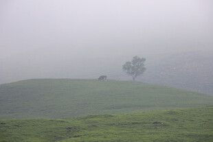 晨雾里的牛和树