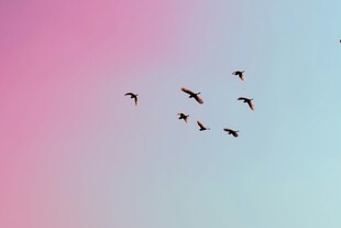 飞鸟翱翔于梦幻天空