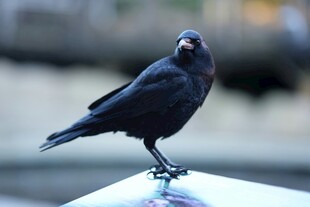 站在车顶的乌鸦