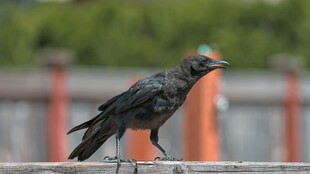 站在栏杆上的黑羽鸟