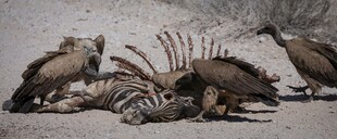 秃鹫围食斑马尸体