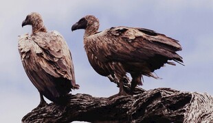 两只秃鹫立于枝头