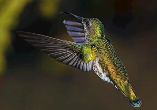 飞翔的多彩蜂鸟