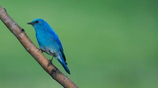 蓝色小鸟栖息枝头