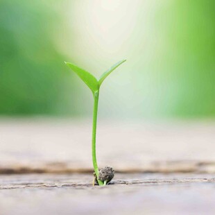 破土而出的嫩绿幼苗