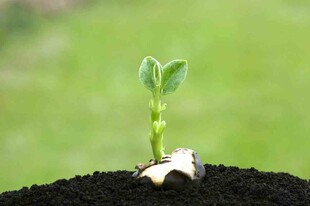 破土而出的嫩绿幼苗