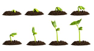 幼苗成长过程展示