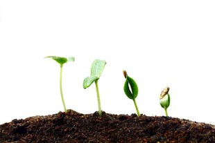 破土而出的嫩绿幼苗