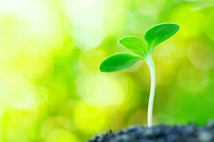 嫩绿幼苗破土而出