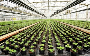 温室中的整齐绿植景观