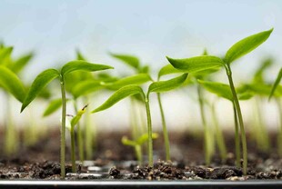 嫩绿幼苗破土而出