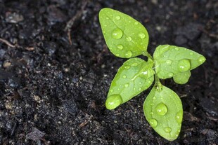 带水珠的嫩绿幼苗