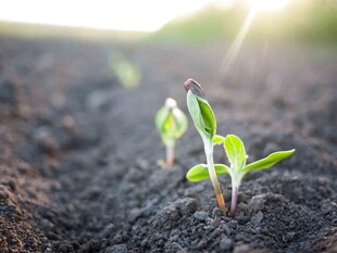 破土而出的嫩绿幼苗