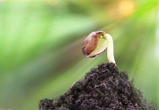 破土而出的新生幼苗