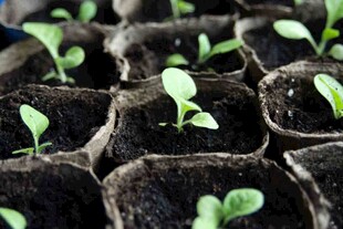 幼苗茁壮成长的瞬间