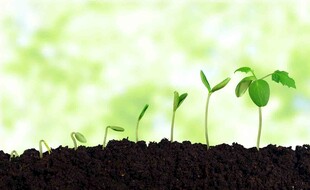 破土而出的嫩绿幼苗