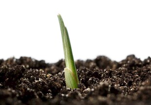 破土而出的嫩绿幼苗