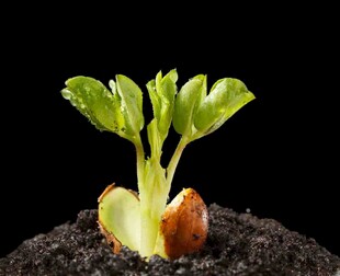 幼苗破土而出的瞬间