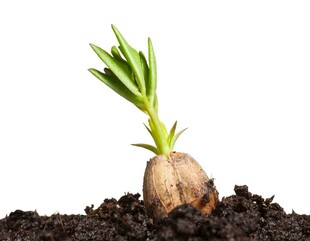 破土而出的萌芽