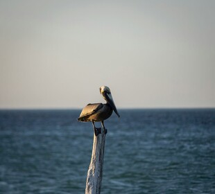 海鸟立于木桩眺望大海