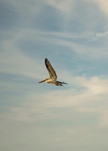 天空中翱翔的飞鸟