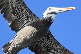 翱翔蓝天的鹈鹕