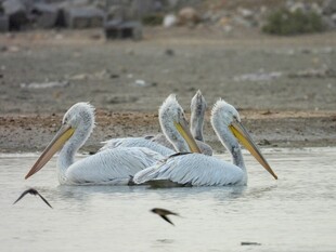 水面上的白鹈鹕与小鱼