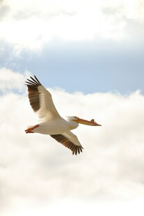 翱翔天际的鹈鹕