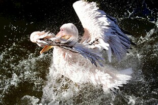 鹈鹕水中捕鱼瞬间