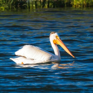 水中畅游的白色鹈鹕