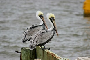 双鹈鹕立于水边木桩