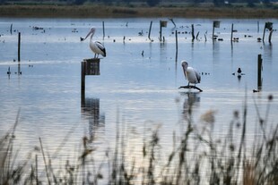 湿地鹈鹕栖息景象