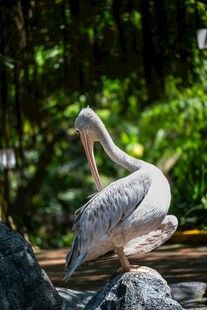 鹈鹕栖息于绿意环绕之景