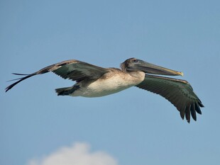 翱翔天际的鹈鹕