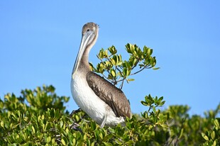 鹈鹕立于绿植上