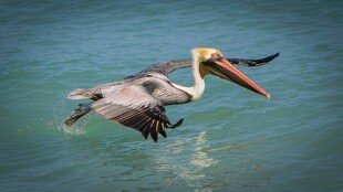 水面上飞翔的鹈鹕