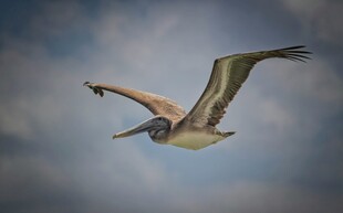 翱翔天际的鹈鹕