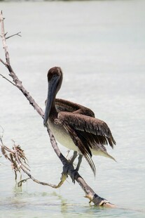 鹈鹕立于水边枯枝