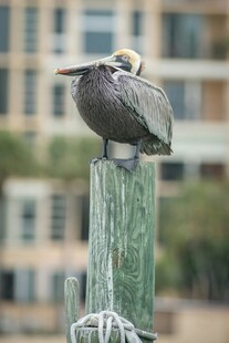 鹈鹕栖息于木桩上