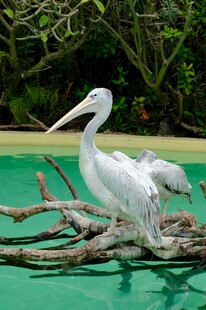 白鹭立于水中枯木上